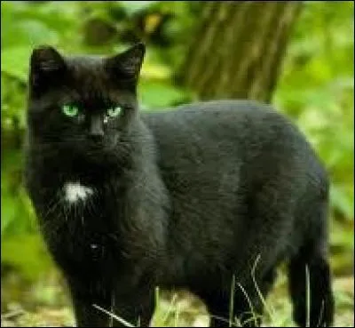 Dans quelle série littéraire Nuage de Jais apparaît-il ?