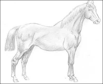 Où se situe la croupe ?