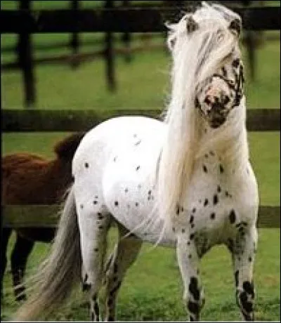 Quel est le cheval le plus petit au monde ?