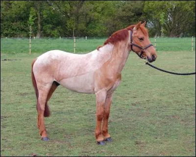 Quelle est cette robe ?