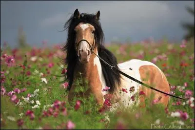 Quelle est cette race ?
