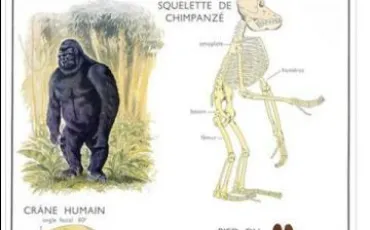 Quiz Primates