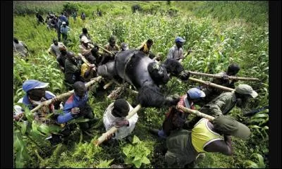 Le gorille est une espèce :