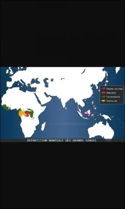 Où vivent les gorilles ?