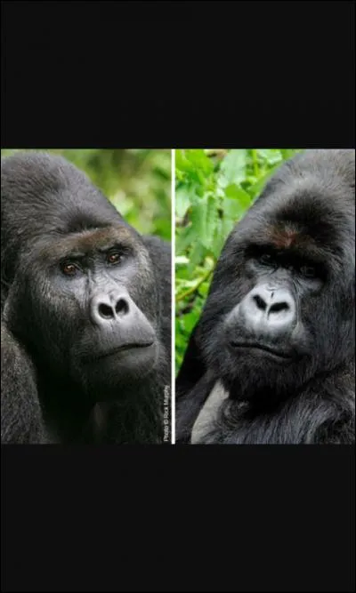 Combien d'espèces de gorilles y a-t-il ?