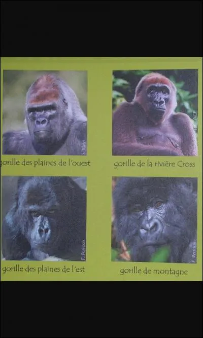 Combien y a-t-il de sous-espèces ?