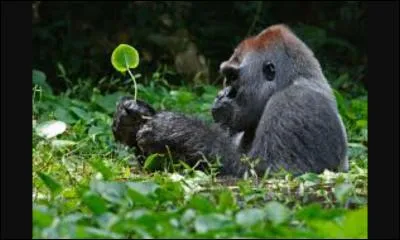 Le gorille se nourrit de :