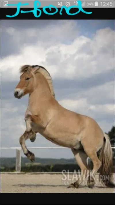Sur la photo, le cheval...
