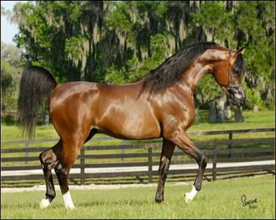 Quelle discipline équestre existe ?