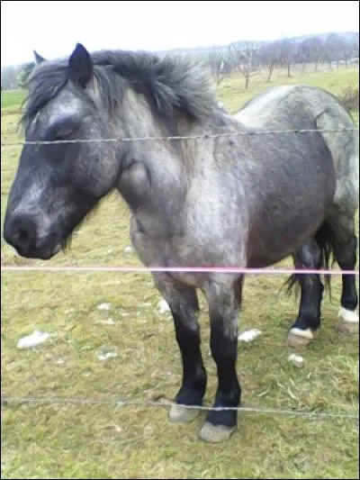 Comment les chevaux sont-ils aussi appelés ?