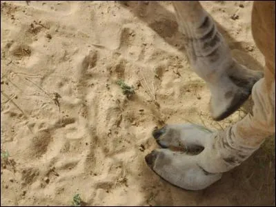 Partez dans le désert !