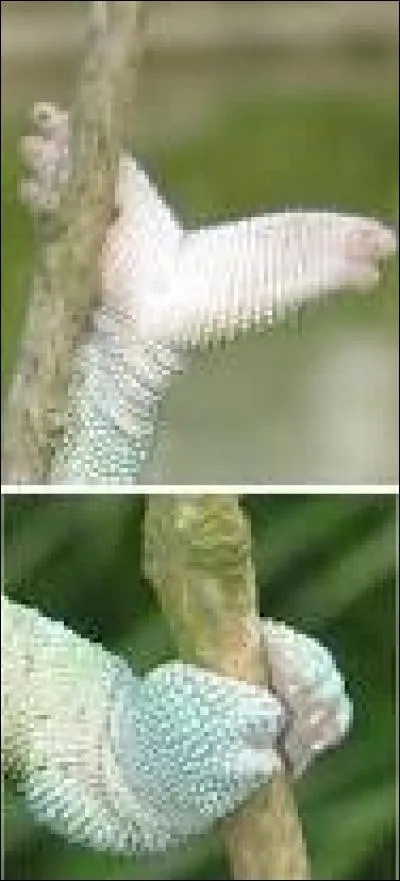 Sachez qu'un vote a eu lieu sur le site pour donner un nom à cet animal, il répond au doux nom de Bizkot !