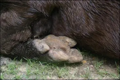 Animal d'Amérique et d'Asie, ne vous "trompez" pas !