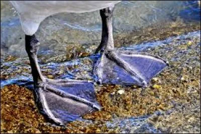 Blanc ou noir, au moyen-âge, il figurait sur la table des seigneurs et des rois !