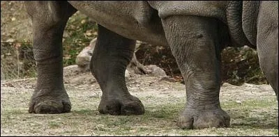Il n'a pas une très bonne vue, par contre il a un très bon coup de boule !