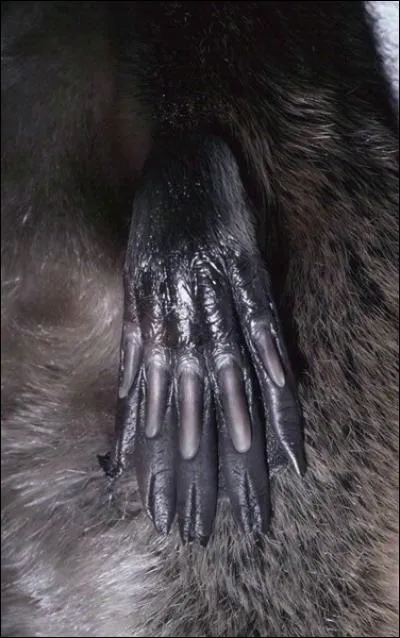 Regardez bien la papatte, à quoi vous fait-elle penser ?