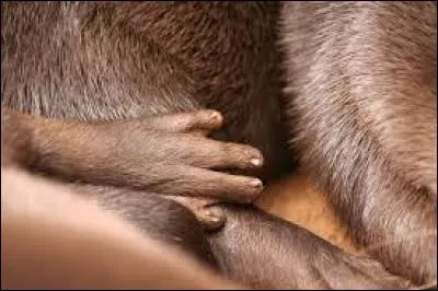 De mer ou de rivière, cet animal fut autrefois piégé pour sa fourrure !