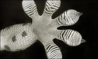 Adhésives les papattes, c'est bien utile pour marcher au plafond !