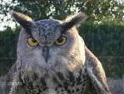 Laquelle de ces propositions sur le Luxembourg est fausse ?