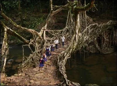 Ce petit pont de bois indien n'est pas celui d'Yves Duteil. Avec quoi est-il construit ?
