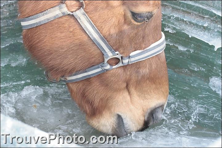Combien de litres d'eau par jour boit un cheval ?