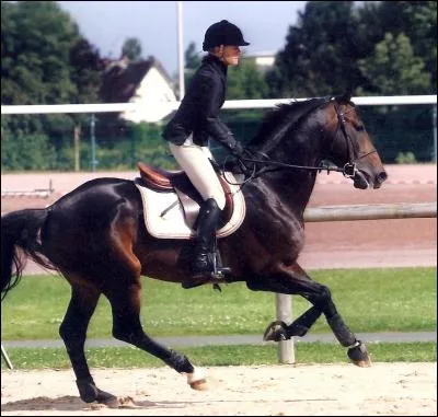 Si l'épaule gauche s'avance plus que la droite, vous galopez sur le pied :