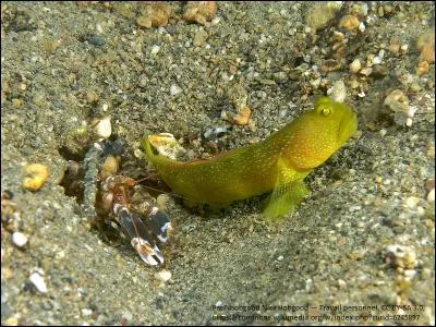 Pourquoi la crevette-pistolet porte-t-elle ce nom étrange ?