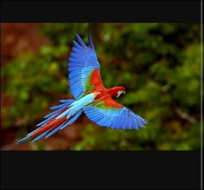 Quel est cet animal ?