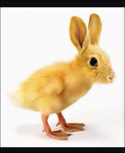 Quel est cet animal ?