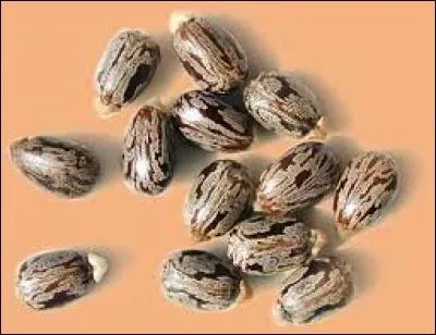 Quel est le troisième poison le plus dangereux ?