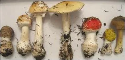 Quel est le quatrième poison le plus dangereux ?