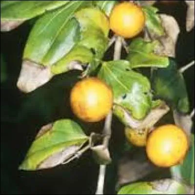 Quel est neuvième poison le plus dangereux ?