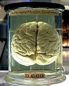 Quiz Cerveau