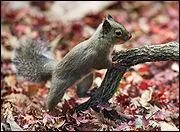 Quel est le nom de cette espce?