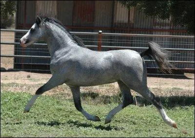 Quelle est la robe de ce poney ?