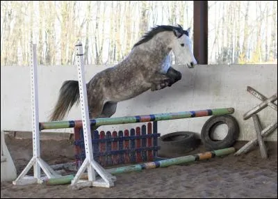 De quelle robe est ce poney ?