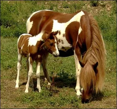 Quelle robe a ce poney ?