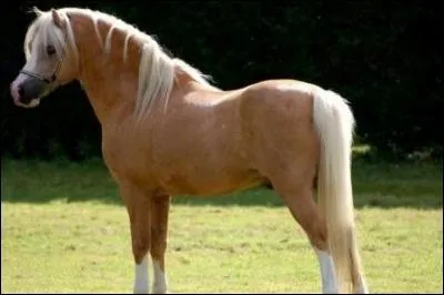 Ce poney est...