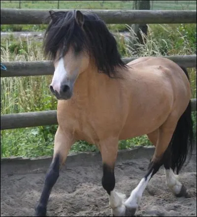 Cette jolie ponette a la robe...