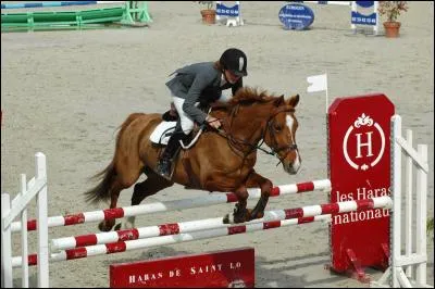 La robe de ce poney de sport est...