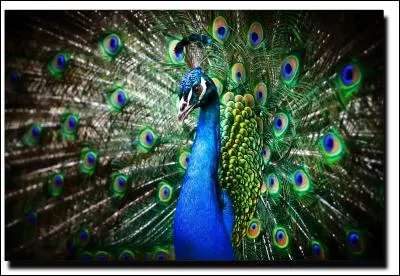 A quelle déesse correspond le paon ?