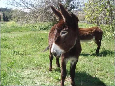 Quel dieu a l'âne comme attribut ?