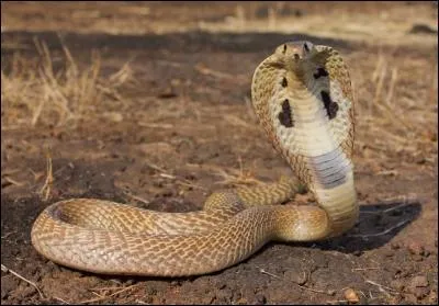 Quel dieu grec aime les serpents ?