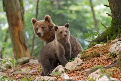 Qui a pour animal favori l'ours ?