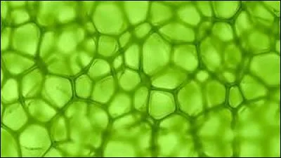 A quel pigment est d&ucirc; le vert de la plupart des feuillages de la v&eacute;g&eacute;tation ?