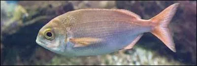 La Dorade rose est doucement en train de s'échapper de notre planète Terre. Ce poisson, aussi appelé « Pageot rose », est hermaphrodite. À la naissance, à quel sexe la plupart des individus appartiennent-ils ?