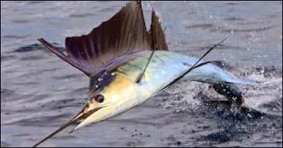 L'espadon peut nager à plus de 85 km/h. Ce poisson possède un long bec, appelé « rostre », qui occupe le tiers de sa taille. Quel poids l'espadon peut-il avoir, à l'âge adulte ?