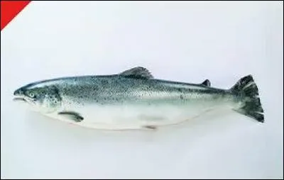Au départ, la consommation du saumon sauvage de l'Atlantique était réservée aux grandes occasions, comme Noël. Peu à peu, cette consommation devint de plus en plus fréquente. Quel est le nom scientifique de ce poisson ?