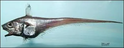 Les grenadiers vivent dans les profondeurs de l'océan, entre 200 et 6 000 mètres. Ils appartiennent à un ordre : les Gadiformes. Lequel de ces groupes nominaux désigne le grenadier ?