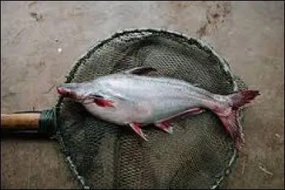 Un chimiste d'origine suisse a retrouvé des traces médicamenteuses dans la chair du pangasius du Vietnam. La pêche puis l'absorption de ce poisson ne sont ainsi pas idéales. Où trouve-t-on le pangasius du Vietnam ?